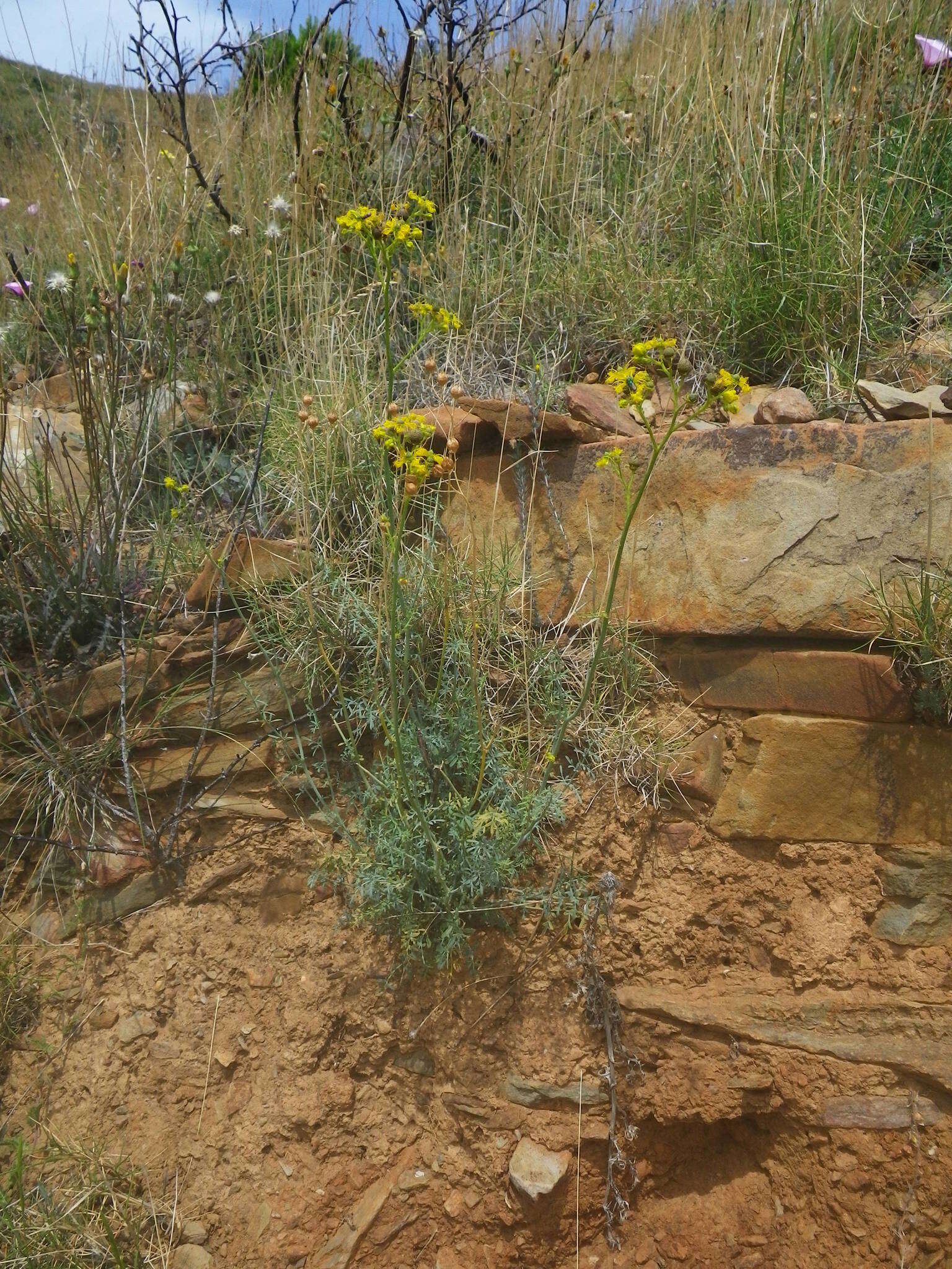 Sivun Ruta angustifolia Pers. kuva