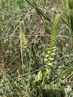 Image of Western Ladies'-Tresses