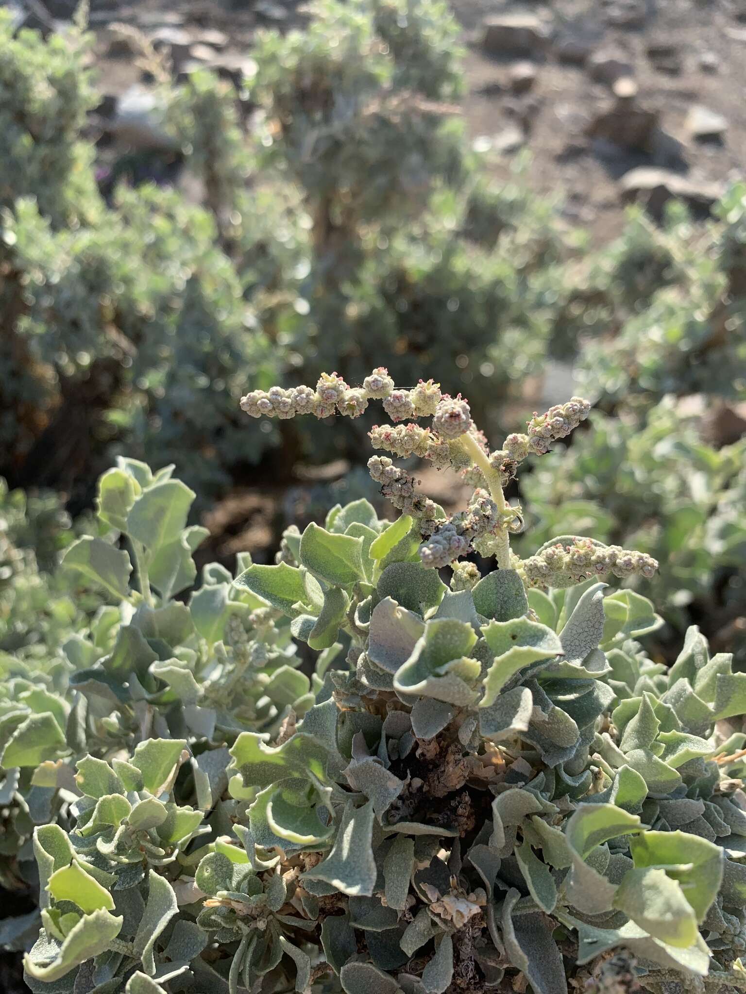 Image de Atriplex nummularia subsp. nummularia