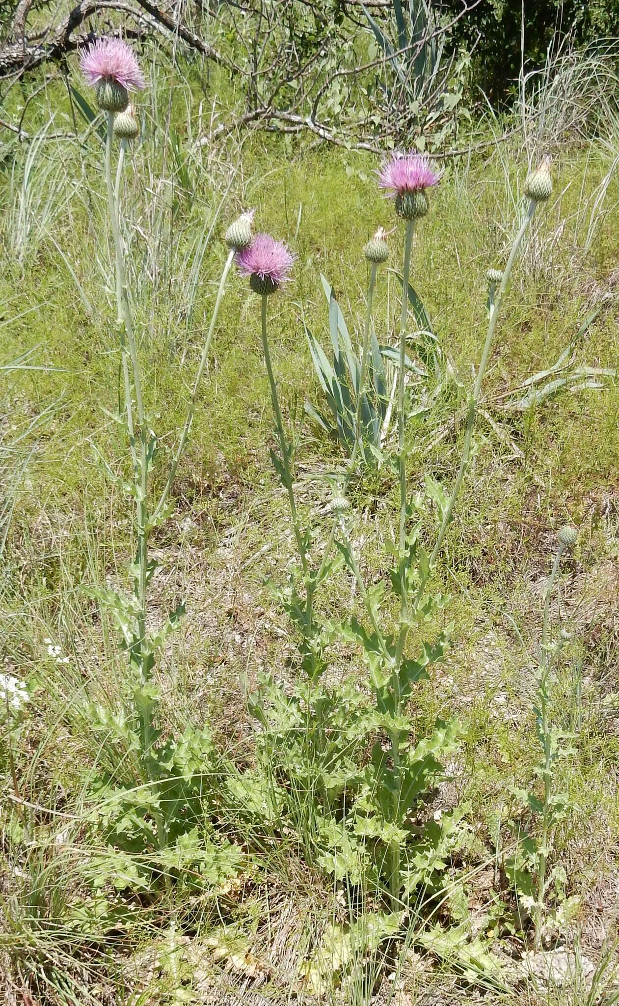 Image of Texas thistle