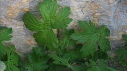 Image of Geranium mascatense Boiss.