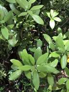 Image of Litsea rotundifolia (Nees) Hemsl.