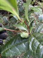 Imagem de Camellia sinensis var. assamica (Masters) Kitamura