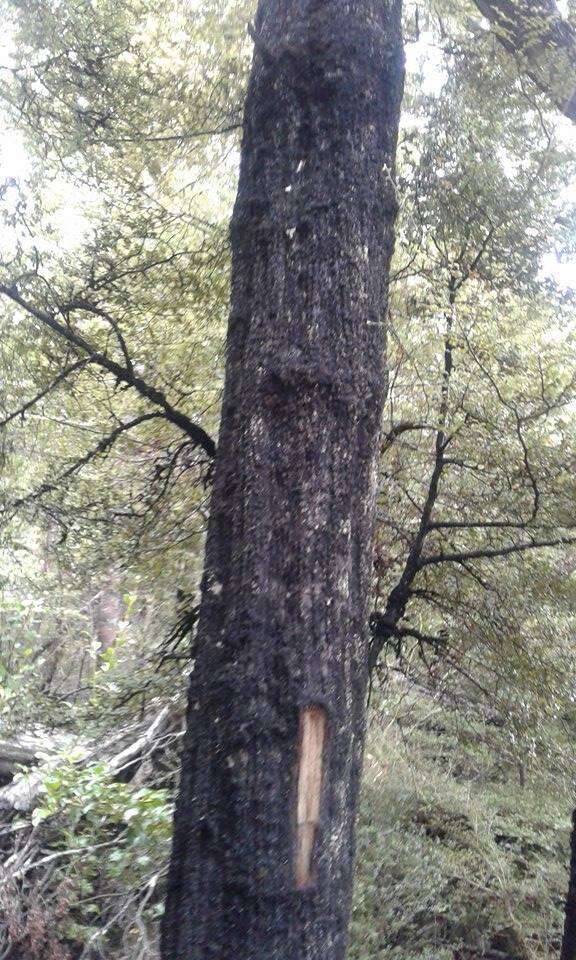 Image of Nothofagus solandri (Hook. fil.) Oerst.