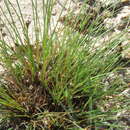 Image of Bulbostylis tenuifolia (Rudge) J. F. Macbr.