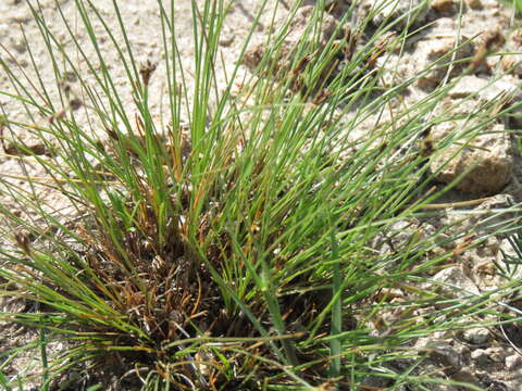 Imagem de Bulbostylis tenuifolia (Rudge) J. F. Macbr.