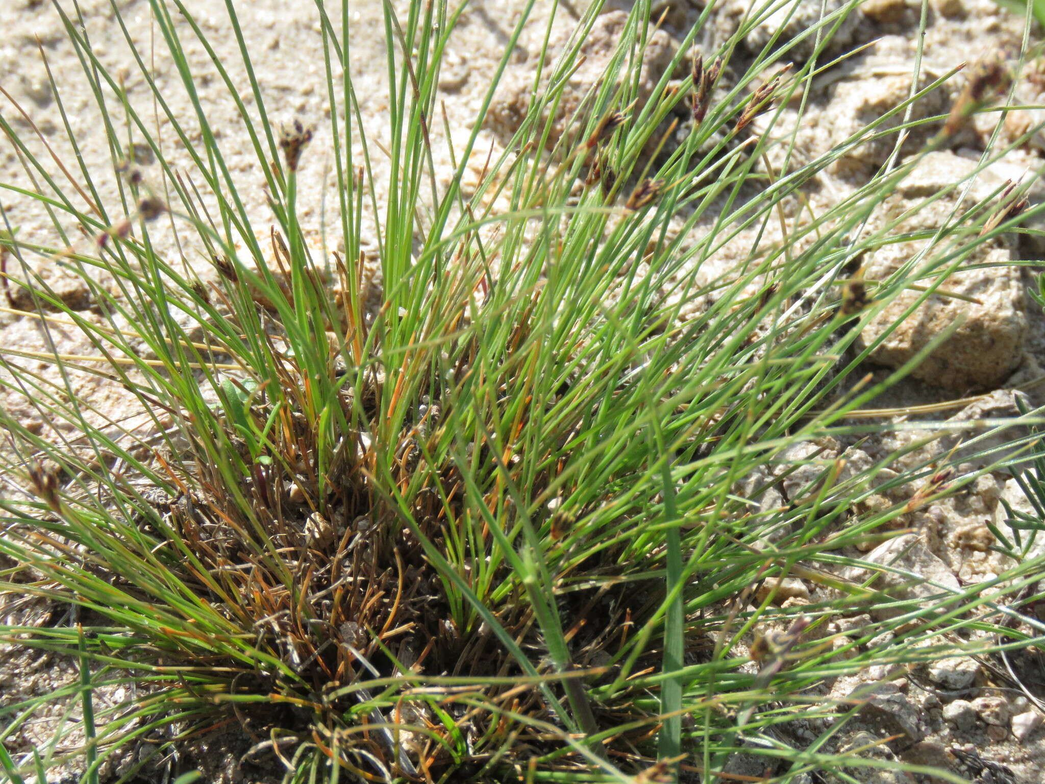Image of Bulbostylis tenuifolia (Rudge) J. F. Macbr.