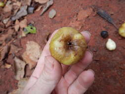 Слика од Ficus copiosa Steud.