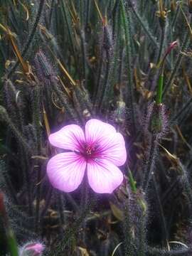 Image of Madiera cranesbill