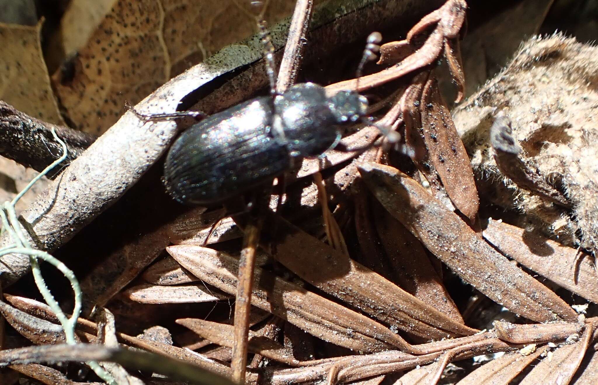 Image of Platyceroides infernus Paulsen 2017