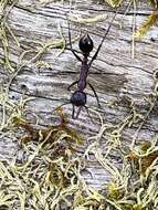 Image of Myrmecia regularis Crawley 1925