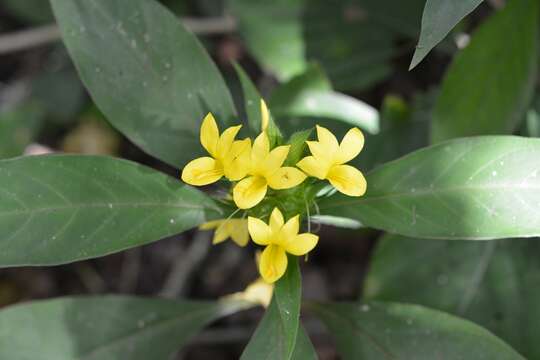 Image of Barleria oenotheroides Dum.-Cours.