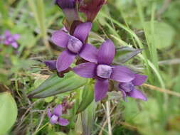 صورة Gentianella auriculata (Pall.) J. M. Gillett