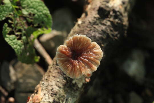 Image of Gymnopus foetidus (Sowerby) P. M. Kirk 2014