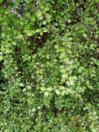 Image of Coprosma crassifolia Colenso