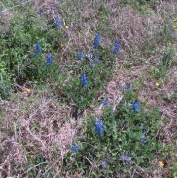 Image of Texas bluebonnet