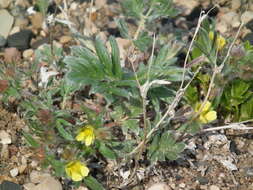 Image of pretty cinquefoil