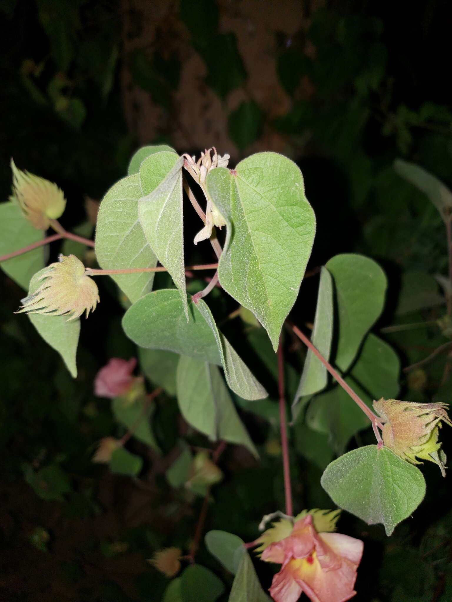 Image de Gossypium klotzschianum Anderss.