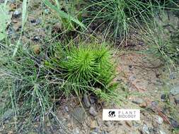 Image of Equisetum telmateia subsp. telmateia