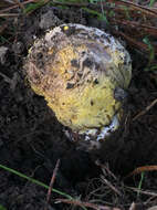 Image of Amanita augusta Bojantchev & R. M. Davis 2013