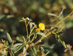Sivun Cajanus acutifolius (F. Muell.) Maesen kuva