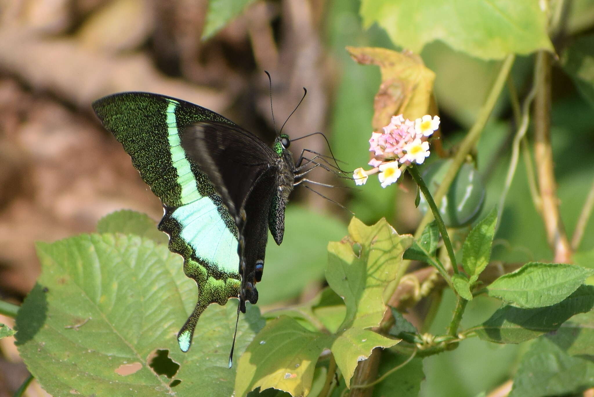 Sivun Papilio crino Fabricius 1792 kuva