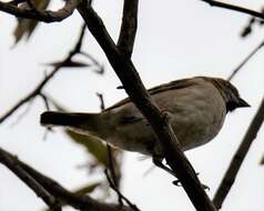 Image of Kenya Rufous-Sparrow