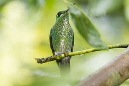 Image of Green-crowned Brilliant