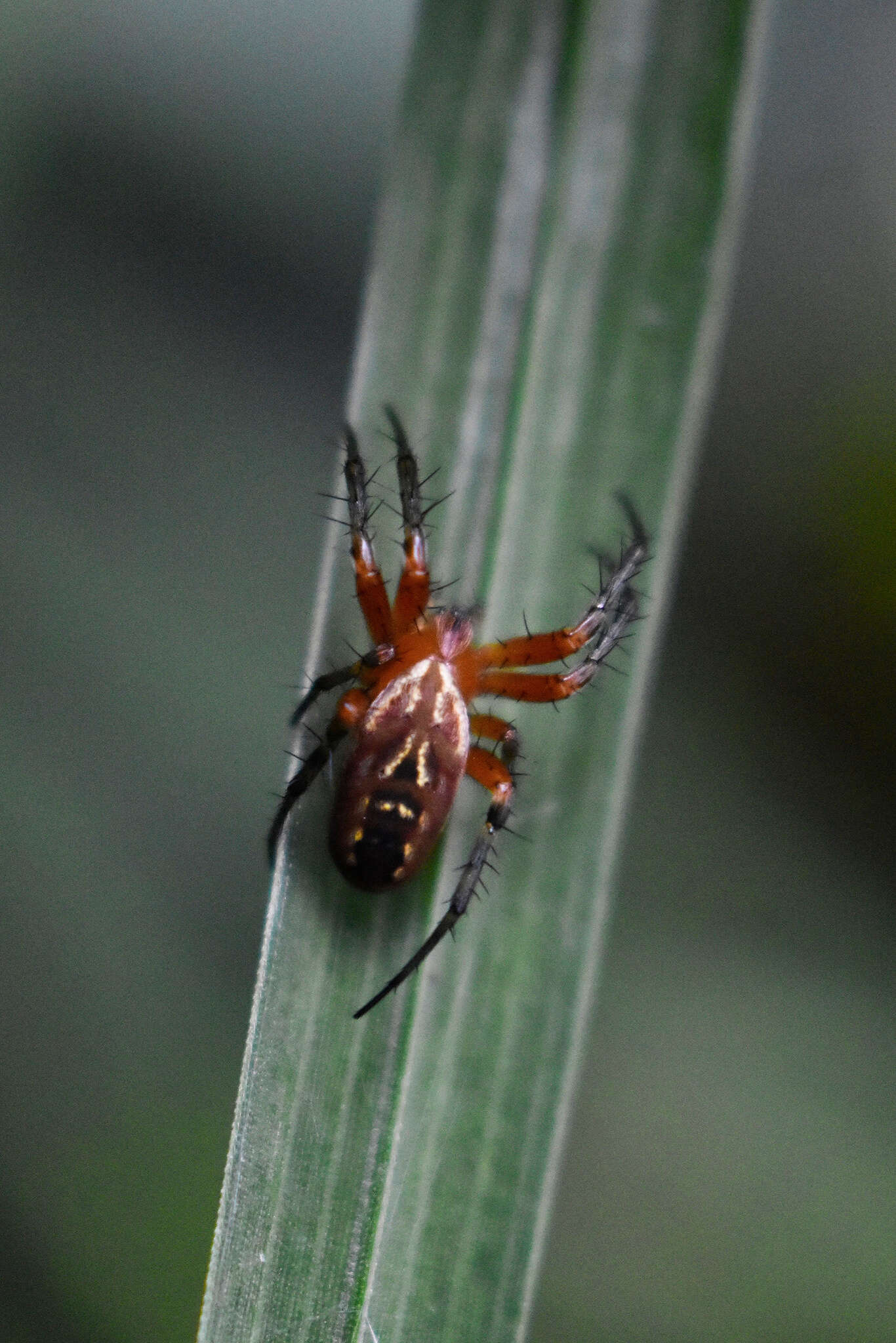 Image of Mangora passiva (O. Pickard-Cambridge 1889)