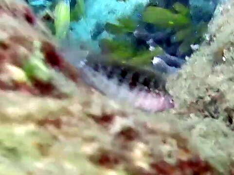 Image of Rosy Blenny