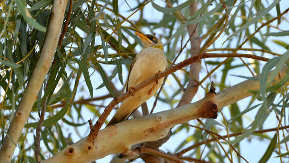 Image of Yellow-throated Miner