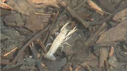 Image of Procambarus niveus Hobbs & Villalobos 1964