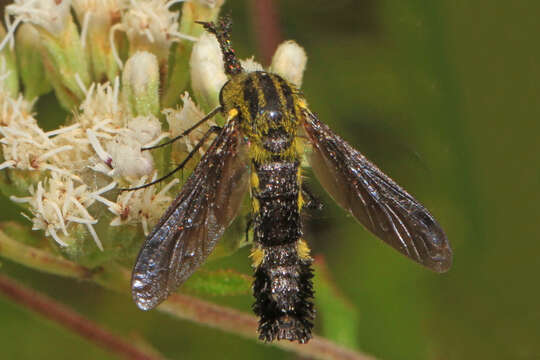 Image of Lepidophora