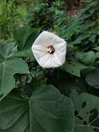 Image de Ipomoea santillanii O'Donell