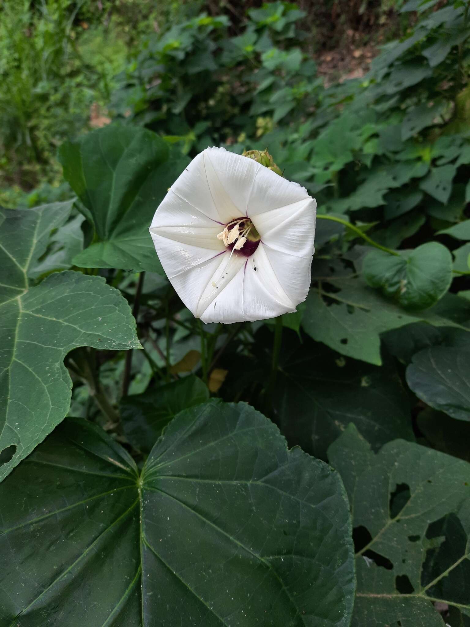 Image de Ipomoea santillanii O'Donell