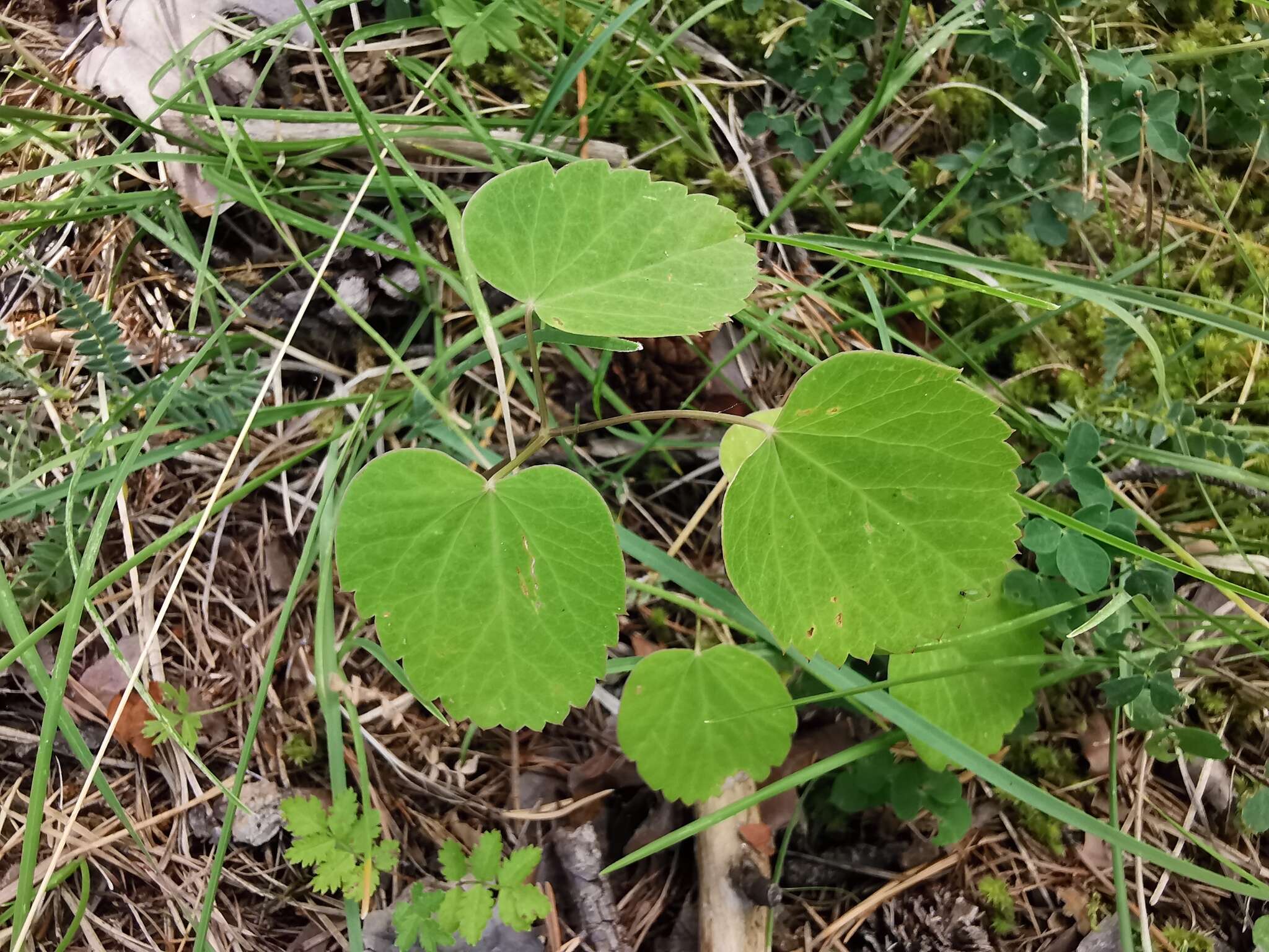 Imagem de Laserpitium latifolium L.