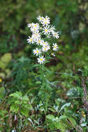 Image of Aster incisus Fisch.