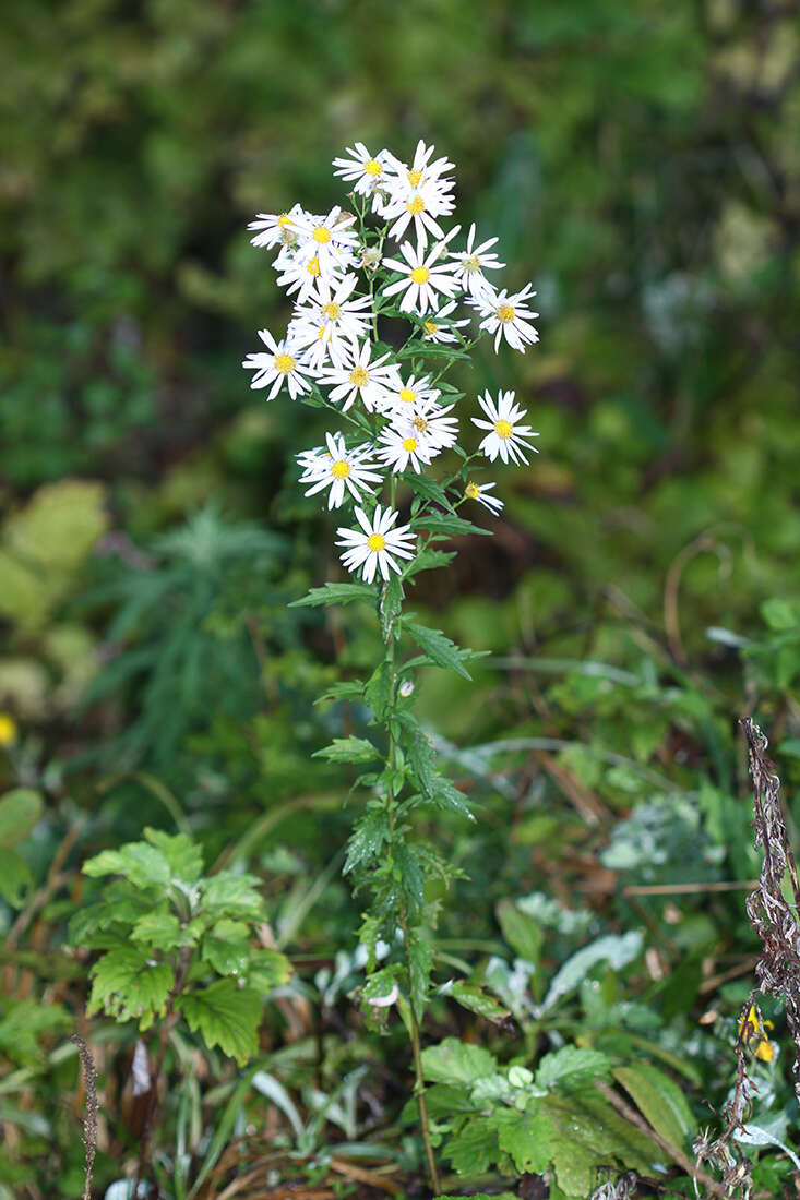 Image of Aster incisus Fisch.