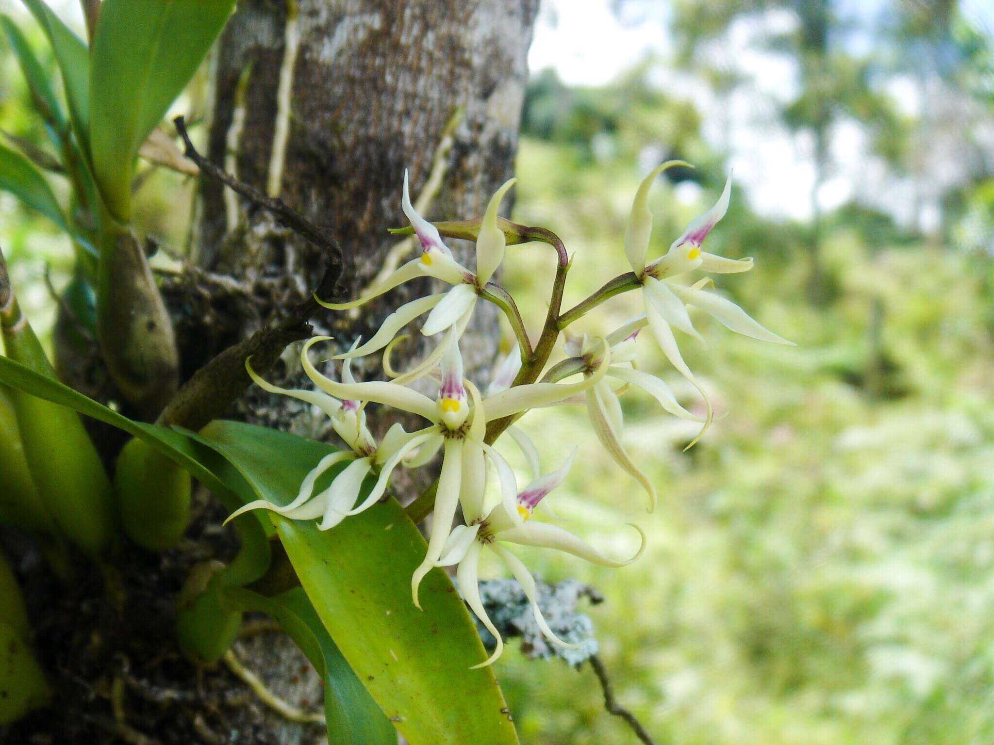 Слика од Prosthechea bulbosa (Vell.) W. E. Higgins