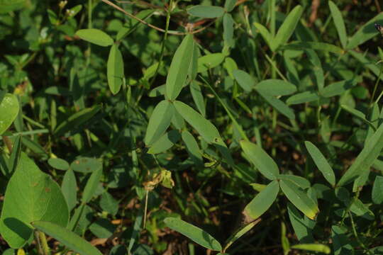 Glycine tabacina (Labill.) Benth. resmi