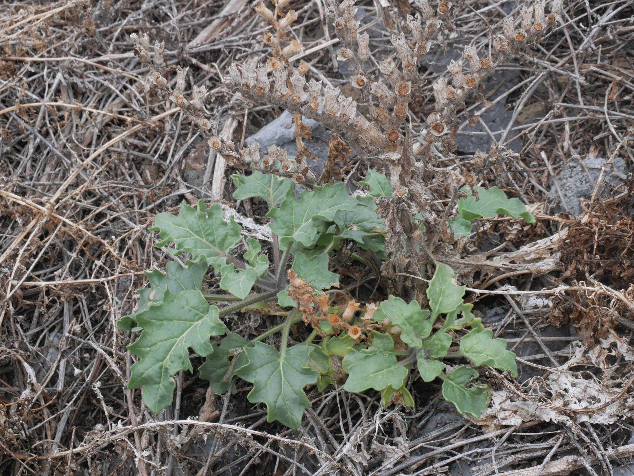 Image of white henbane