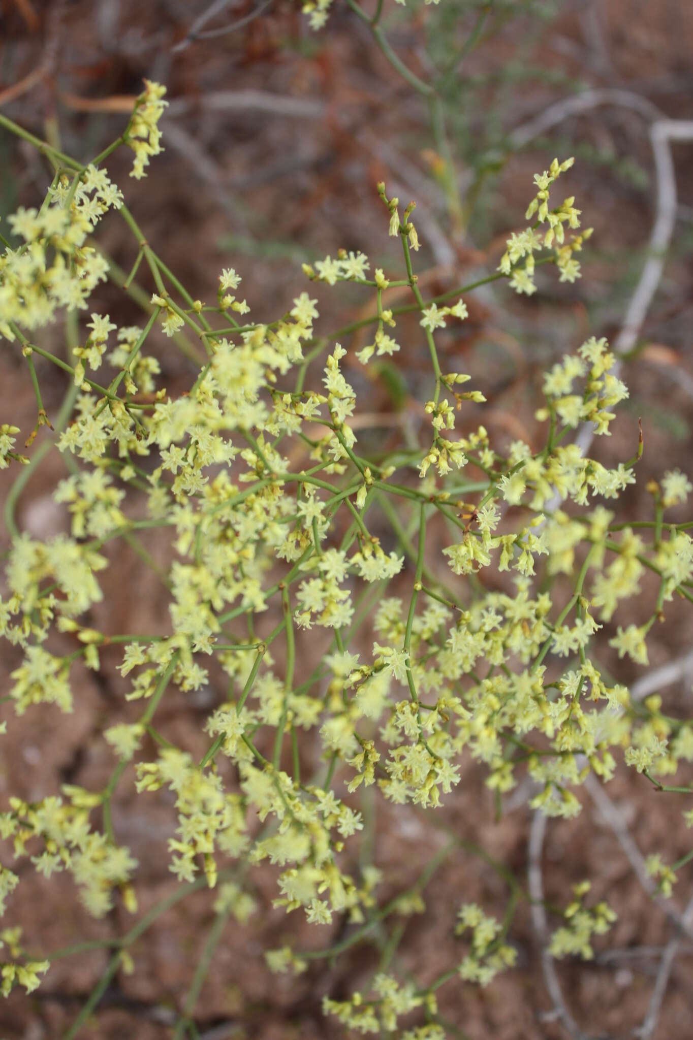 Image of Fredonia buckwheat