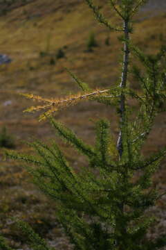 Image of Alpine Larch