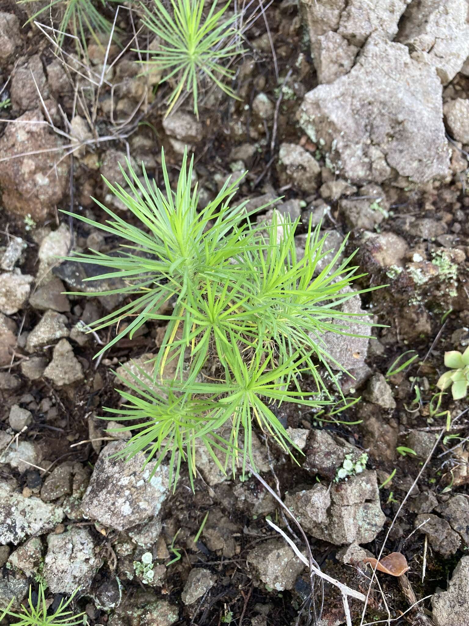 Plantago arborescens Poir. resmi