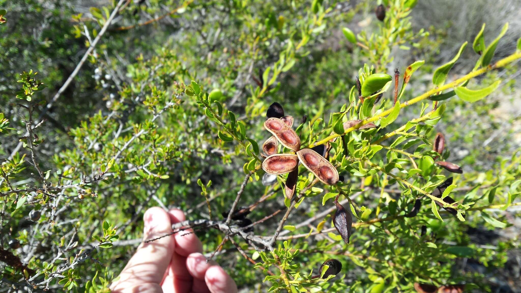 Image of Acacia hispidula (Sm.) Willd.