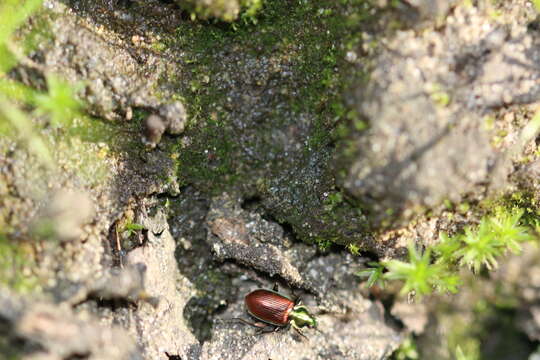 Image of Agonum (Olisares) sexpunctatum (Linnaeus 1758)