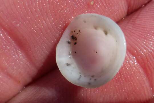 Image of Button Snails