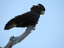 Image of Red-tailed Black-Cockatoo