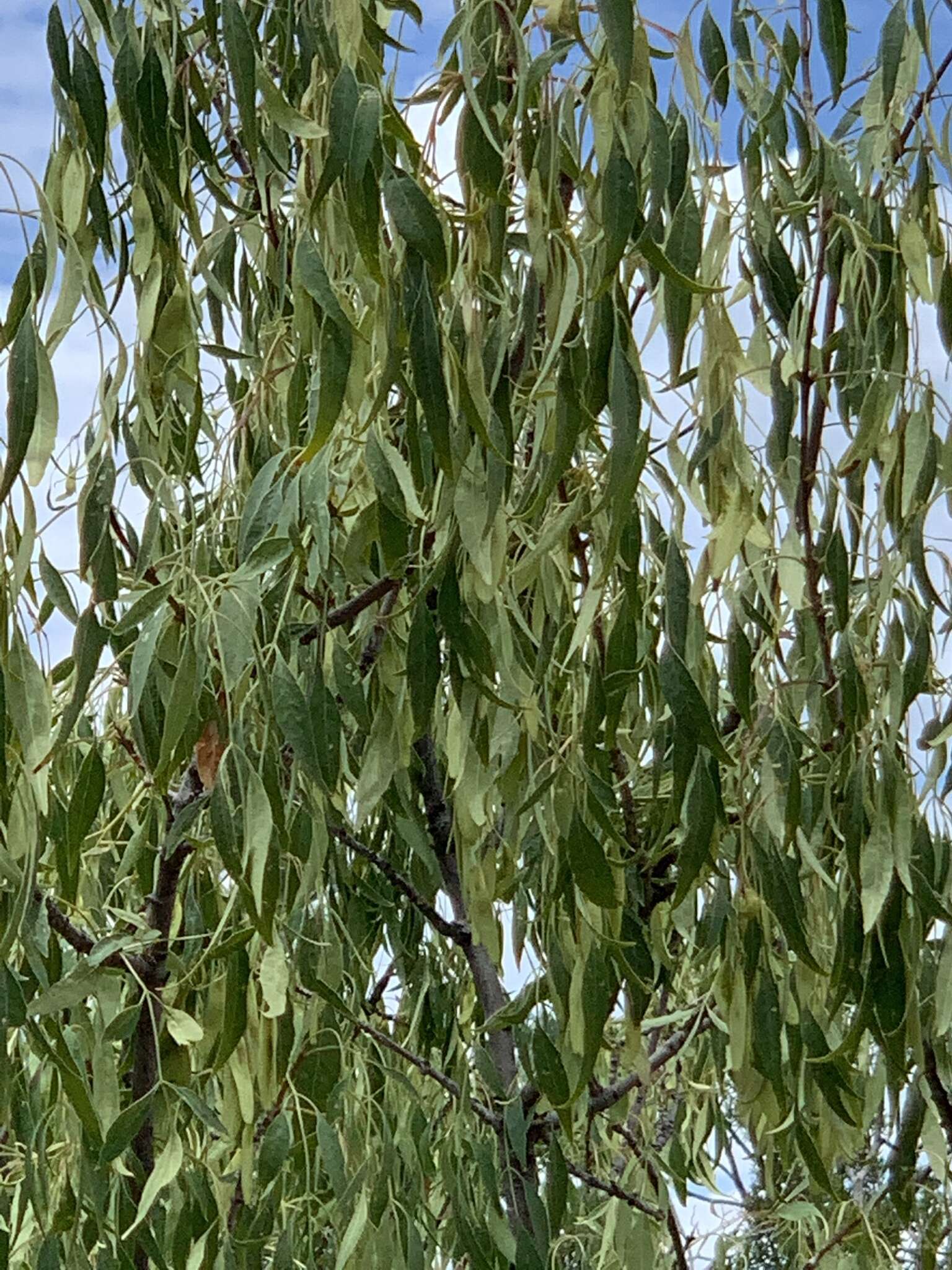 Image of fragrant ash