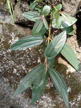 Image of Boehmeria densiflora Hook. & Arn.